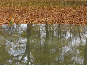 Novemberlaub am Ufer