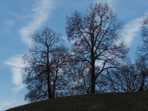 Parkhügel vor blauen Novemberhimmel 1