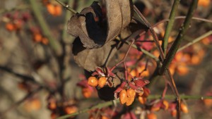 Pfaffenhütchen im November