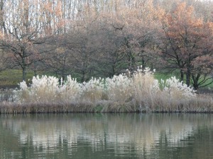 Spätherbst am Parksee