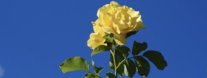  Gelbe Rose Wallpaper 3840X1440