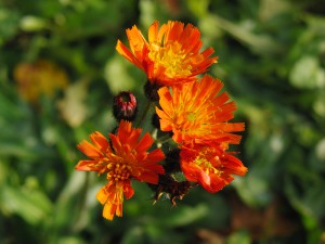 Flowerpower im Herbst (Orangerotes Habichtskraut) Flowerpower im Herbst (Orangerotes Habichtskraut)