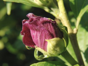Frische Hibiskus Knospe Frische Hibiskus Knospe