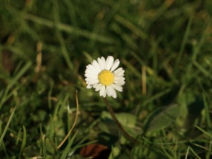 Gänsblümchen im Januar 2020 Gänsblümchen im Januar 2020