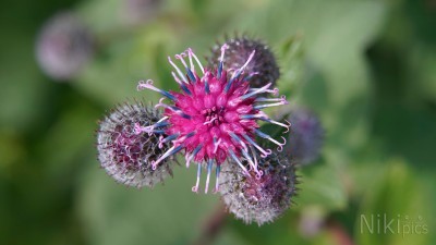 Weitere Blüten & Blumen Bilder