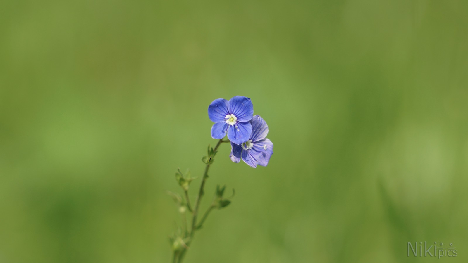 Gewitterblümchen Gewitterblümchen