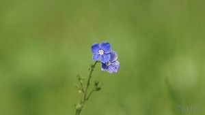 Gewitterblümchen Gewitterblümchen