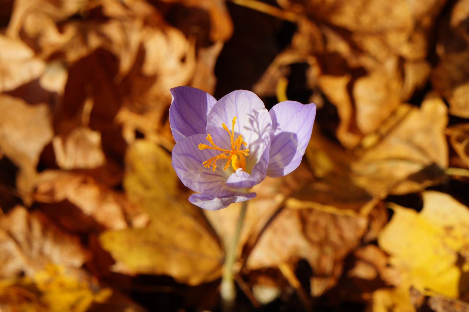 Herbstkrokus im Laub Herbstkrokus im Laub