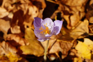 Herbstkrokus im Laub Herbstkrokus im Laub