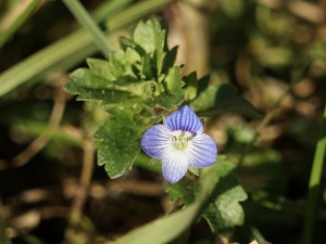 Kleines Gewitterblümchen Kleines Gewitterblümchen