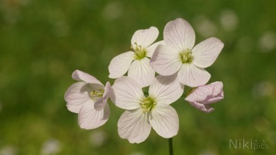 Weitere Blüten & Blumen Bilder