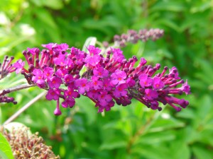 Sommerflieder lila Sommerflieder lila