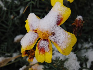 Tagetes mit Schnee Tagetes mit Schnee