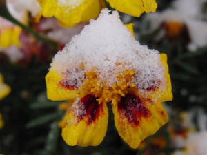 Tagetes mit Schneehaube Tagetes mit Schneehaube