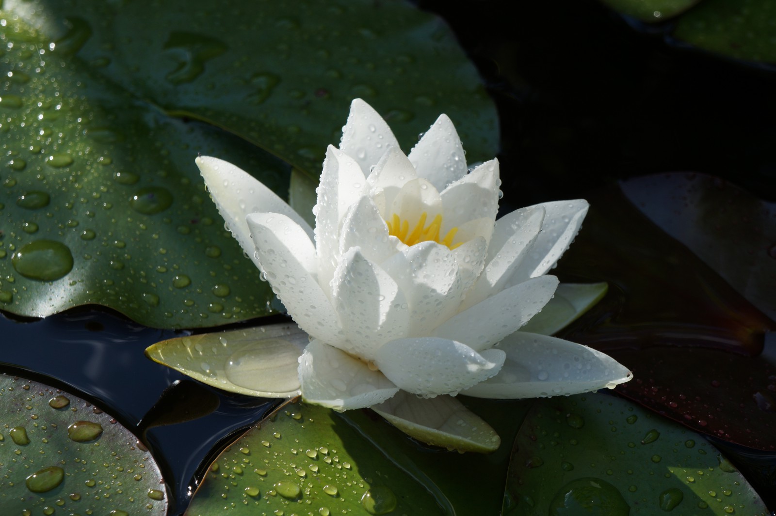 Weiße Seerose 3 Weiße Seerose 3