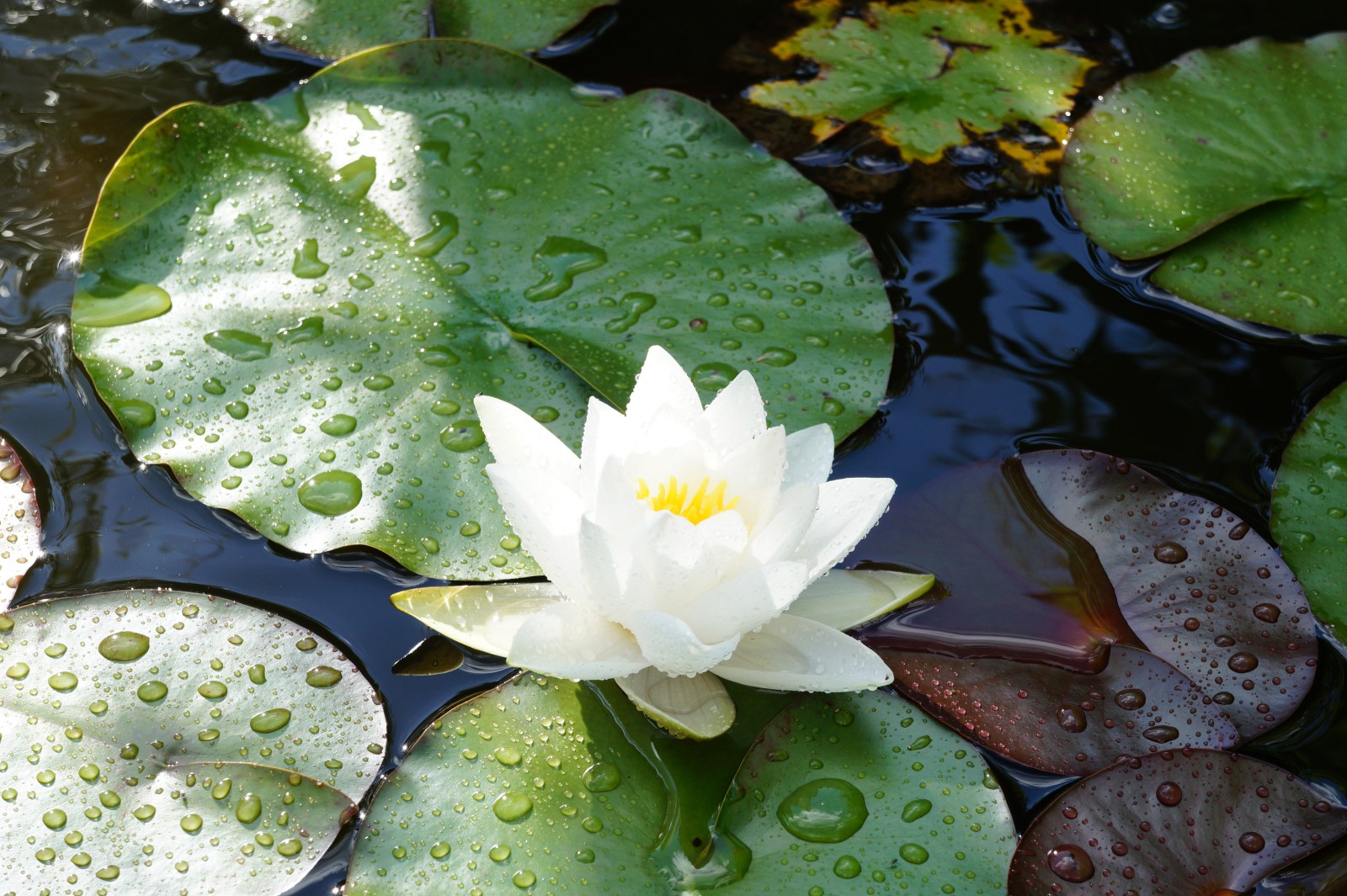 Weiße Seerose 1 Weiße Seerose 1