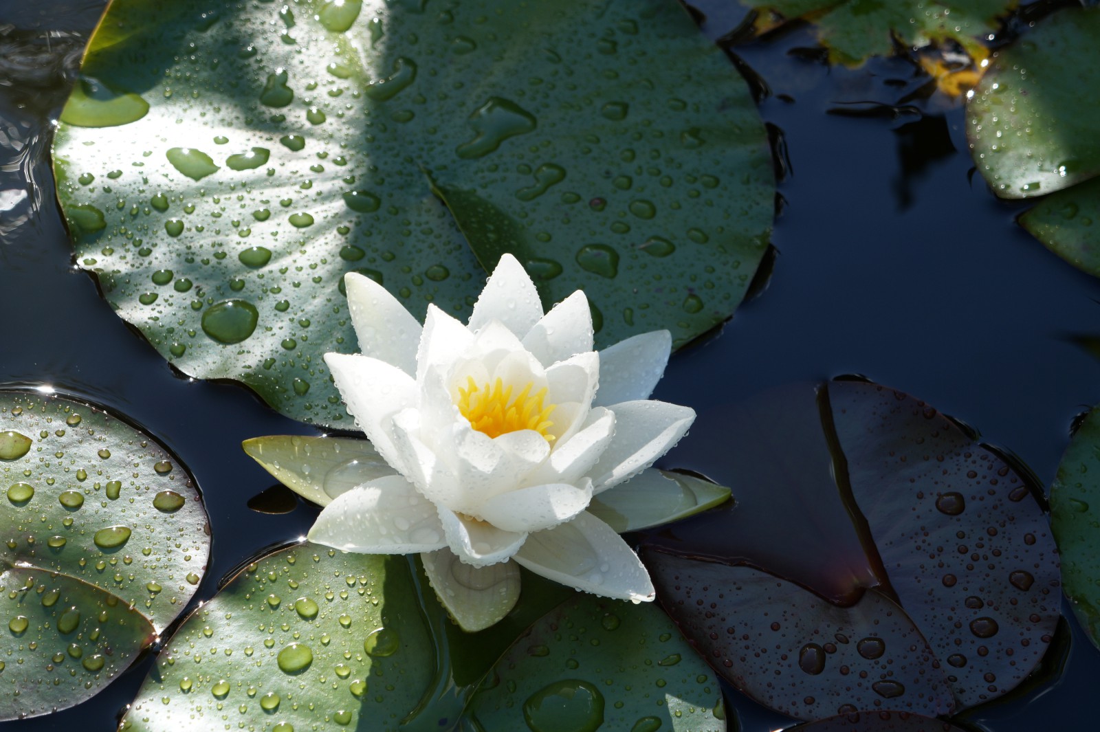 Weiße Seerose 2 Weiße Seerose 2