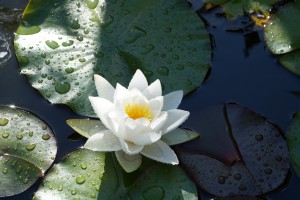 Weiße Seerose 2 Weiße Seerose 2
