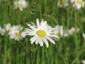 Zeit der Margeritenblüte Zeit der Margeritenblüte