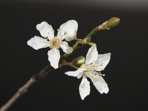 Blütenpaar in weiß Blütenpaar in weiß