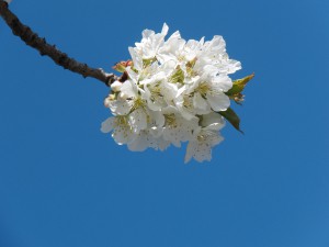 Frühlingszauber unter blauen Himmel Frühlingszauber unter blauen Himmel