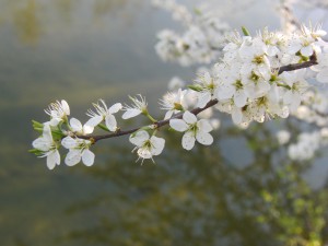 Frühlingszweig übern See Frühlingszweig übern See
