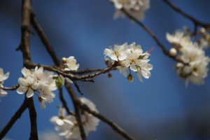 Kleine weiße Blüten am Ast Kleine weiße Blüten am Ast