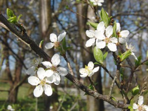 Kleine weisse Blüten 1 Kleine weisse Blüten 1
