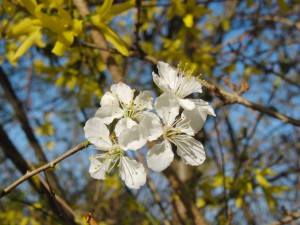 Kleine weisse Blüten 2 Kleine weisse Blüten 2