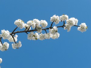 Weißer Blütenpower unter blauen Himmel Weißer Blütenpower unter blauen Himmel