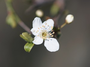 Zartes Frühlingserwachen Zartes Frühlingserwachen
