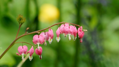Weitere Frühlingsblumen