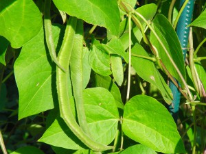Bohnen am Strauch