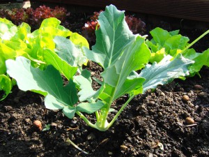 Kleiner Kohlrabi im Beet