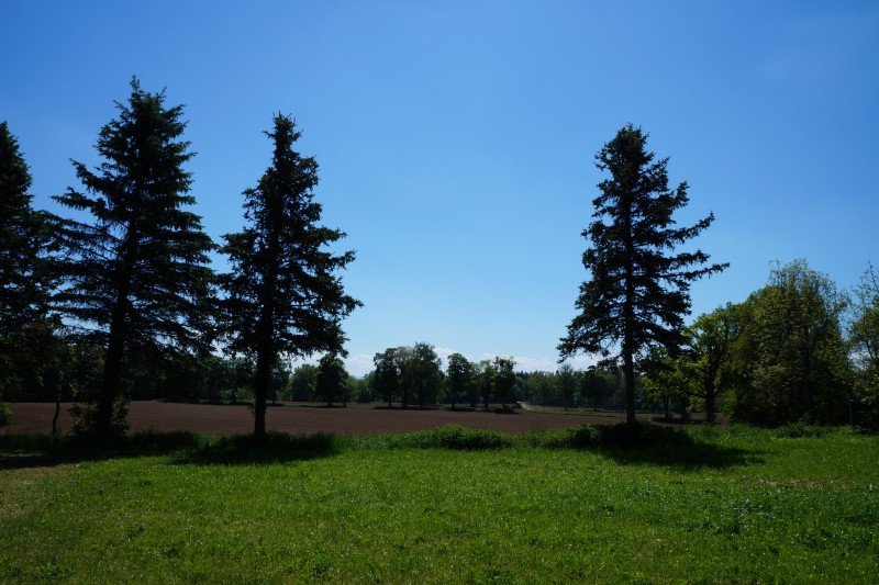 Wiese-Acker und Nadelbäume