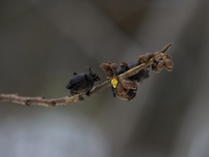 Die Zaubernuss traut sich raus Die Zaubernuss traut sich raus