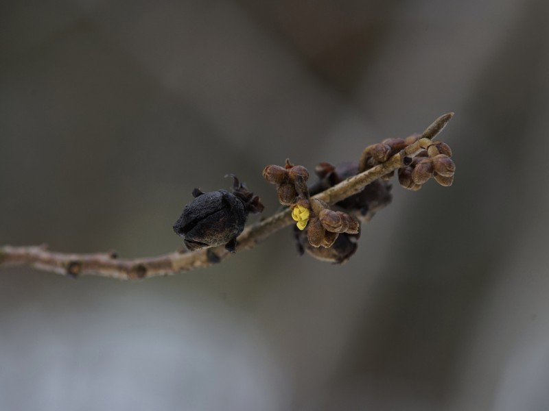  Die Zaubernuss traut sich raus
