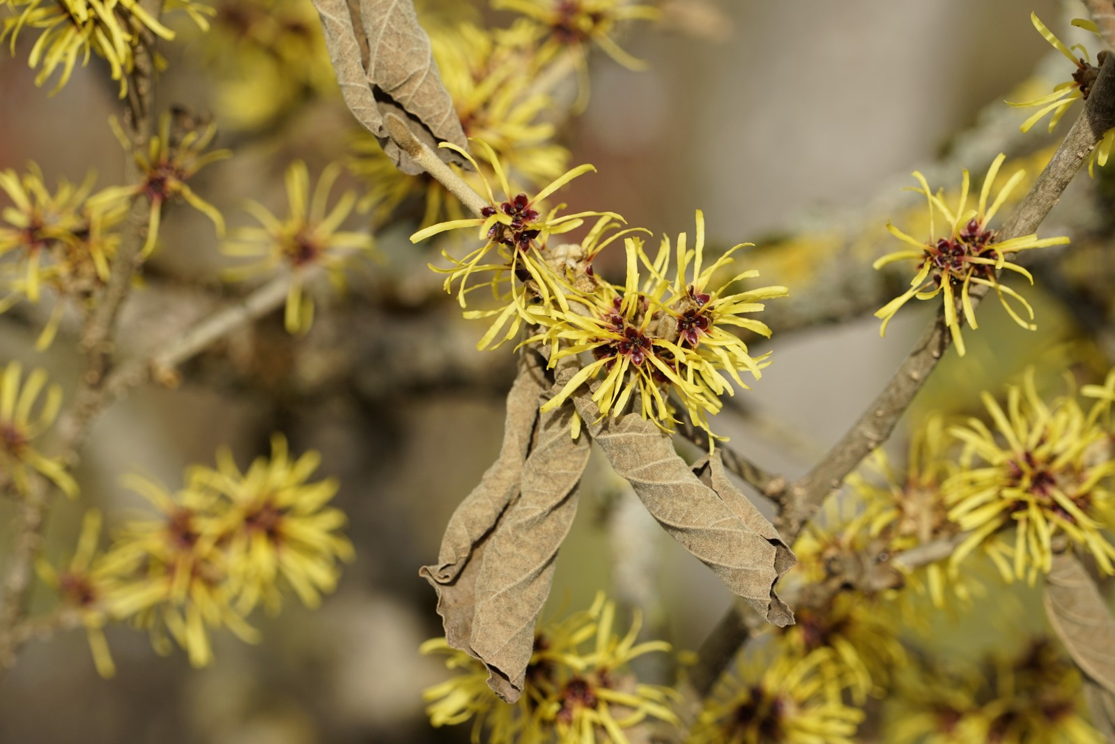 Frühling am Zaubernuss-Strauch Frühling am Zaubernuss-Strauch