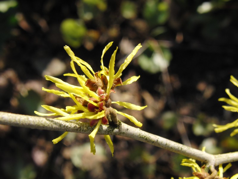 Gelbe Zaubernuss 3