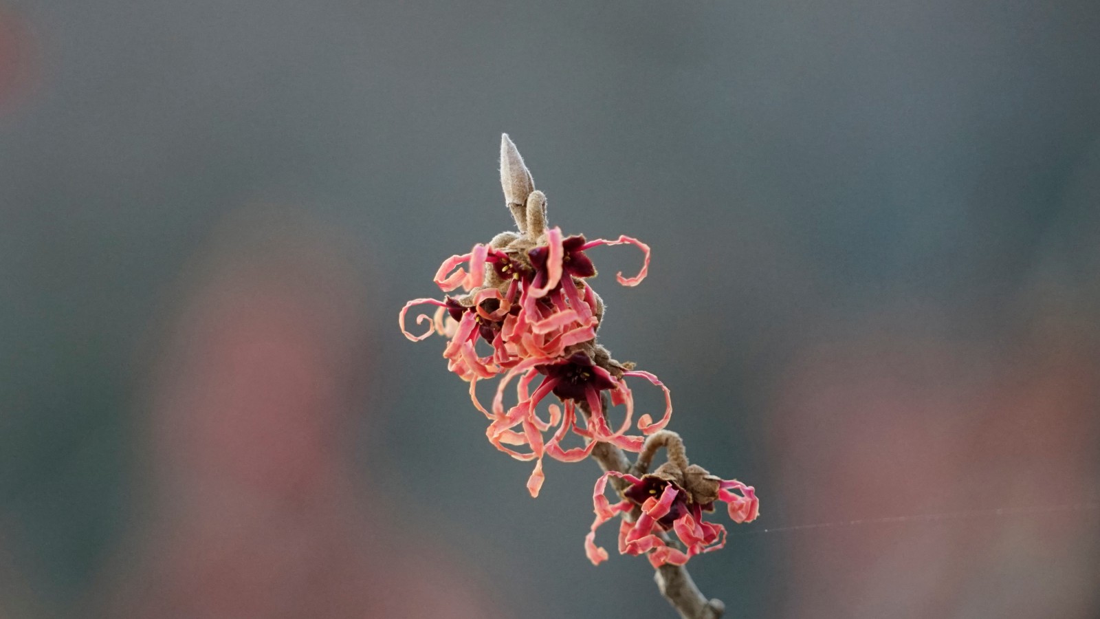 Hamamelisblüte im Winter