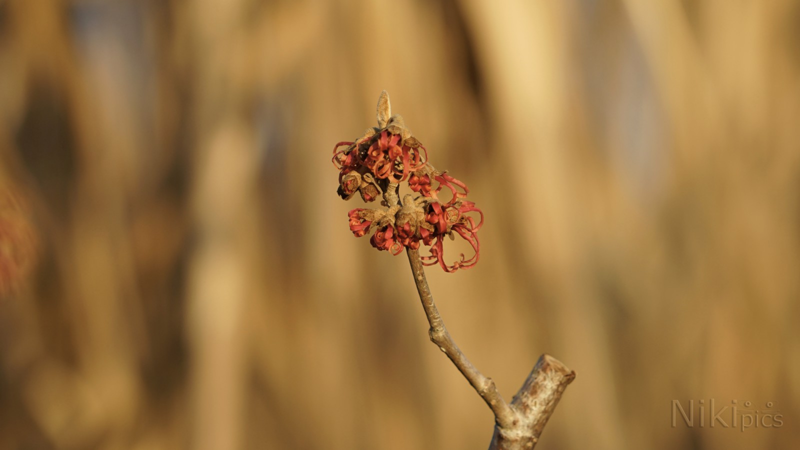 Rote Hamamelidaceae Blüten Rote Hamamelidaceae Blüten