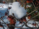 Rote Zaubernuss mit Schneehaube