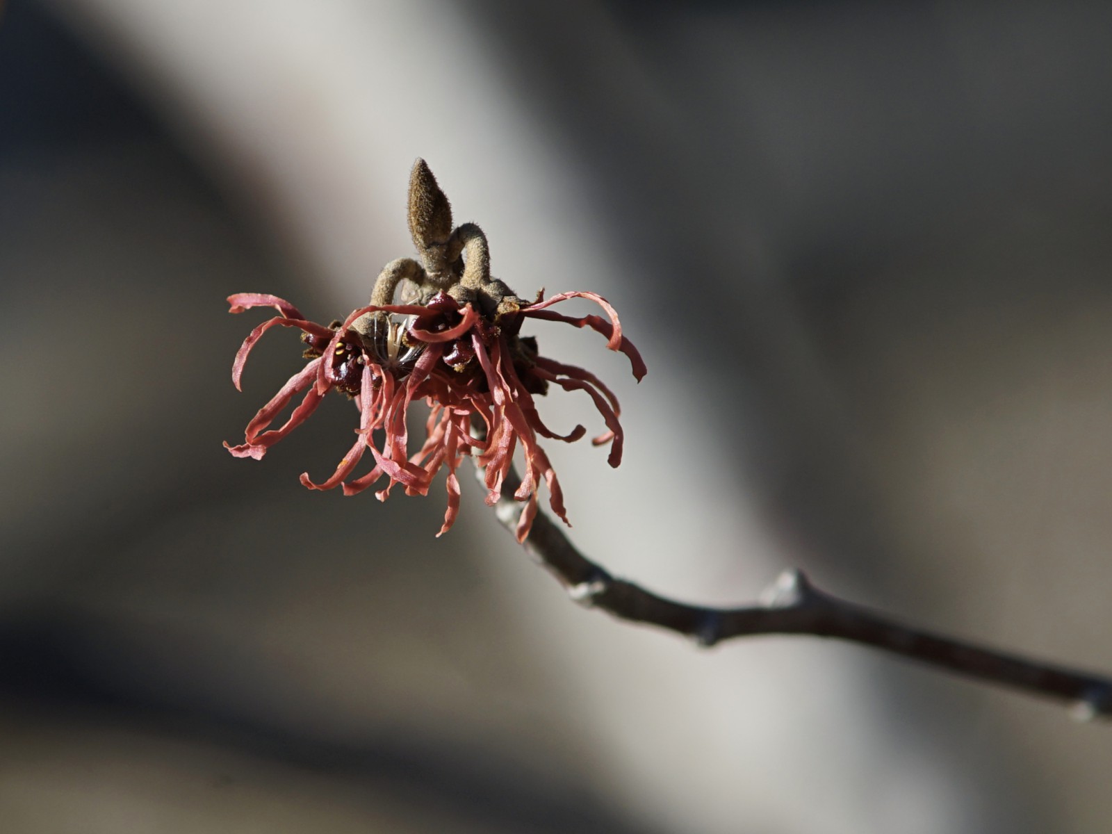 Rote Zaubernussblüten Rote Zaubernussblüten
