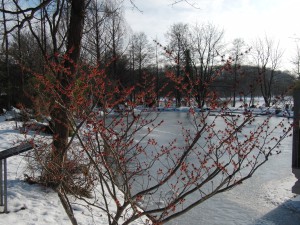 Zaubernuss-Blüte im Winter Zaubernuss-Blüte im Winter