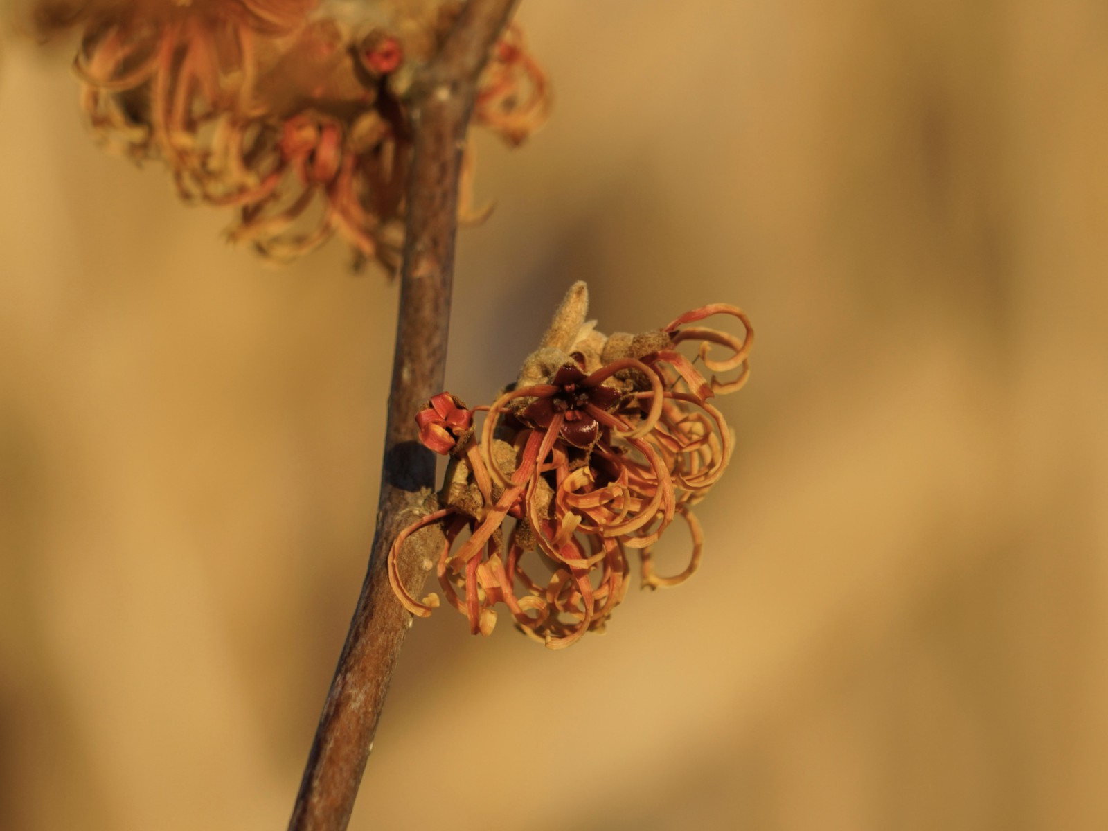 Zaubernussblüten in orange-rot Zaubernussblüten in orange-rot