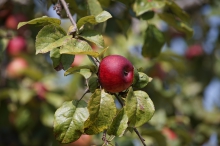 Feuerroter Apfel