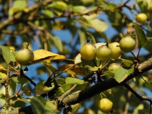 Kleine Wildäpfel