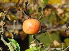 Orangeroter Apfel