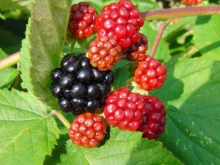 Garten-Brombeeren rot-schwarz