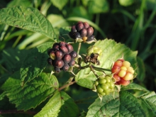 Wilde Brombeeren